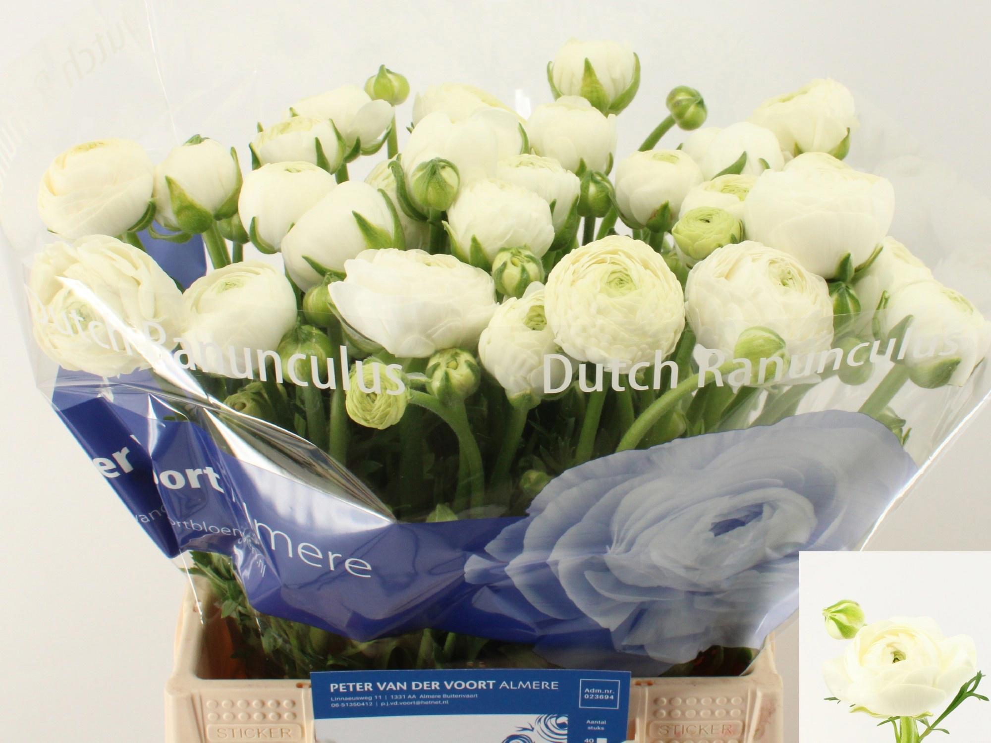 50x Ran.amandine snowflake 40cm