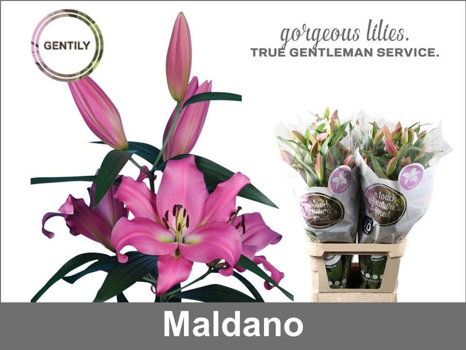 10x Lil.maldano or 80cm