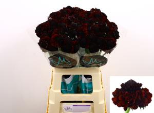 25x Scabiosa cherry marachino bon bon scoop 60cm
