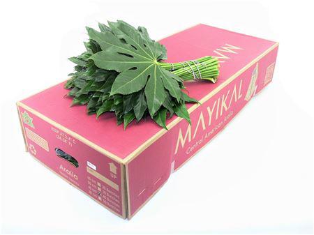 5x Sg aralia medium 40cm