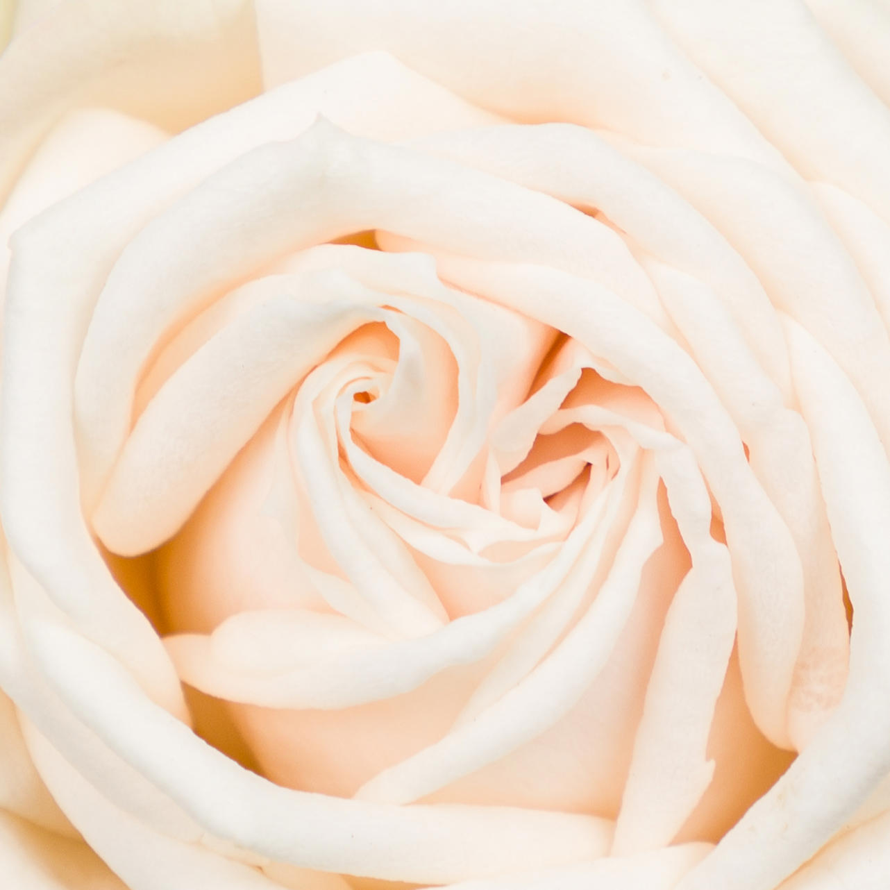 10x Rosa galina 50cm