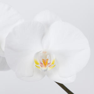 25x Phal.sensation white