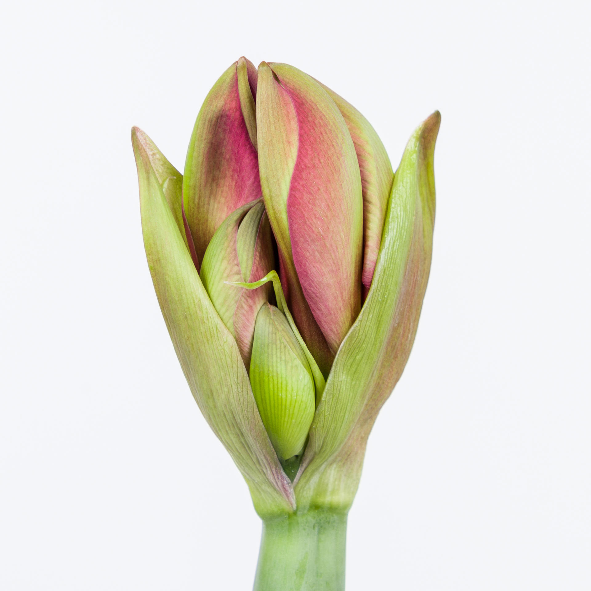 12x Hipp.pleasure 70cm
