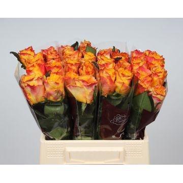 20x Rosa easy fashion 40cm