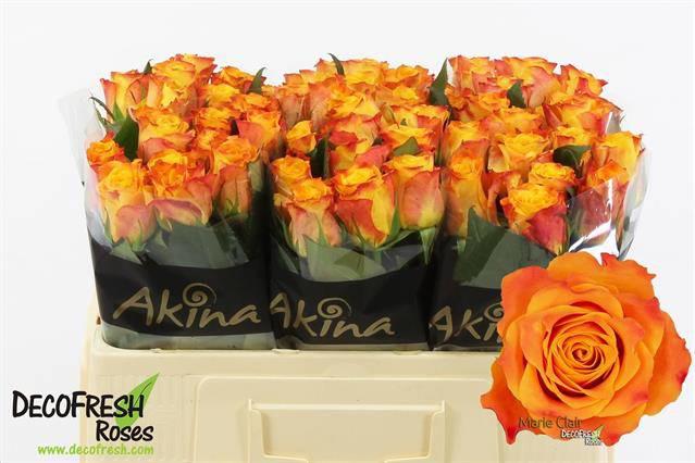 20x Rosa marie-claire! 50cm