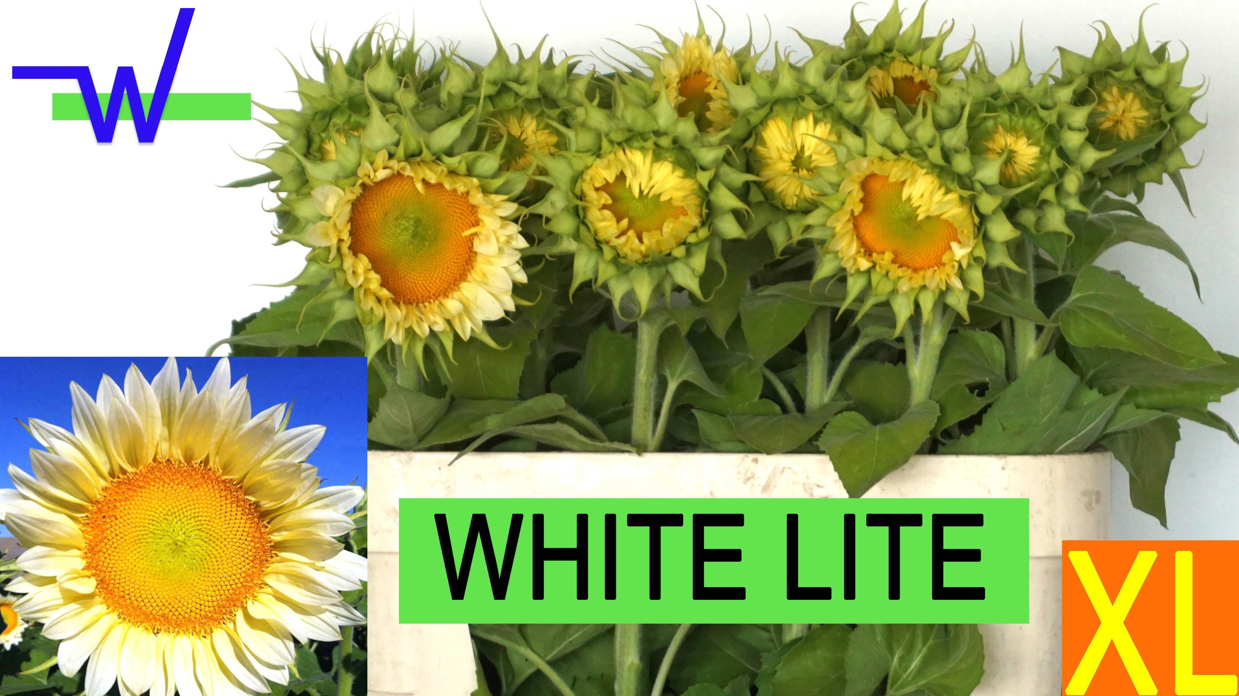 20x Helianth.white lite xl 80cm