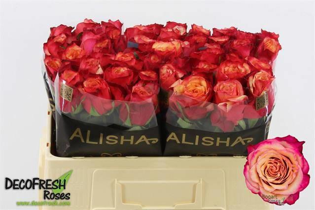 20x Rosa bogart 50cm