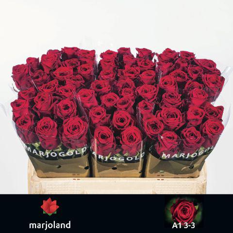 10x Rosa red naomi! 50cm