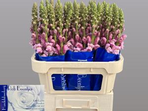 10x Antir.pot.lavender 70cm
