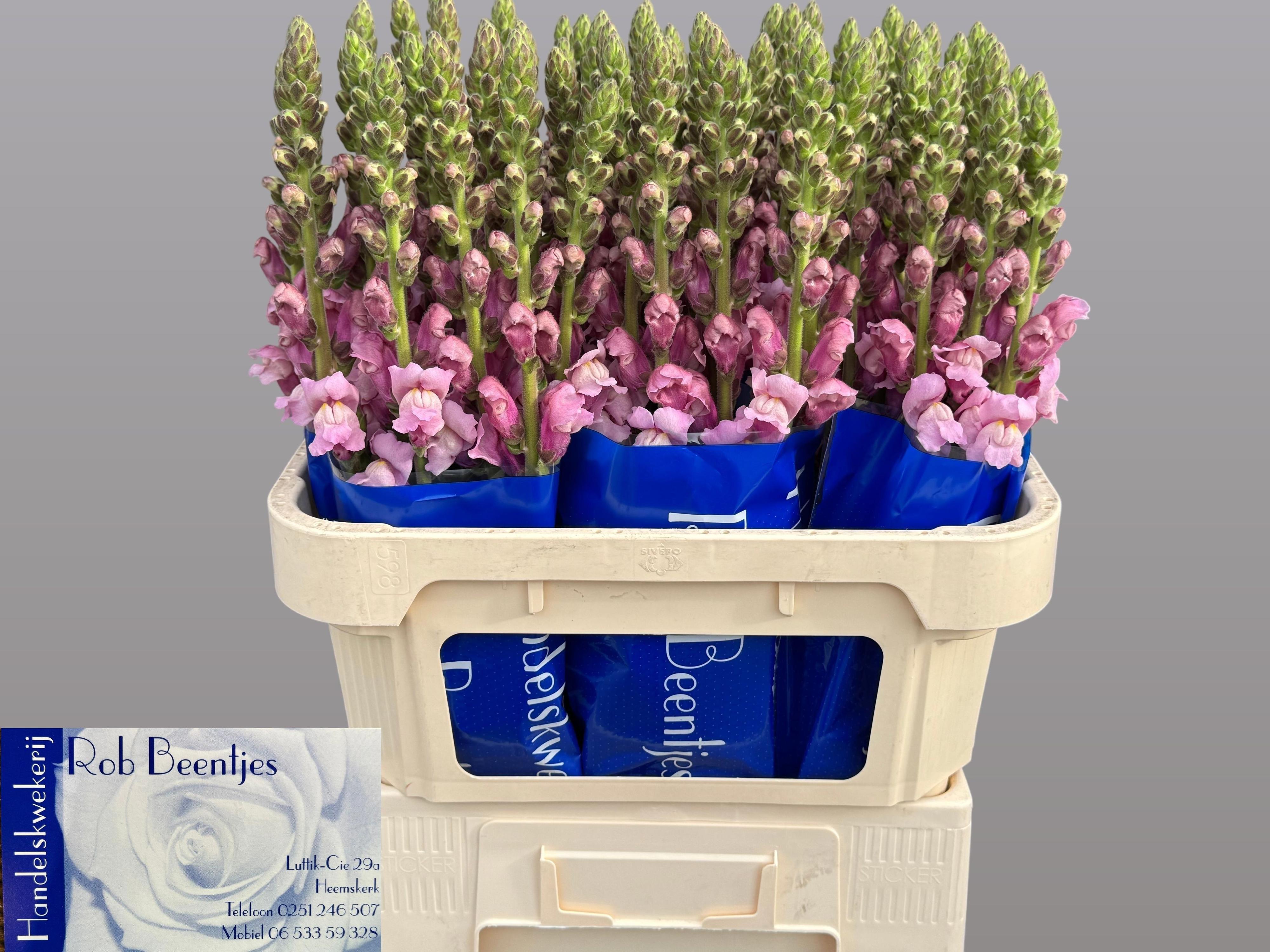 10x Antir.pot.lavender 70cm