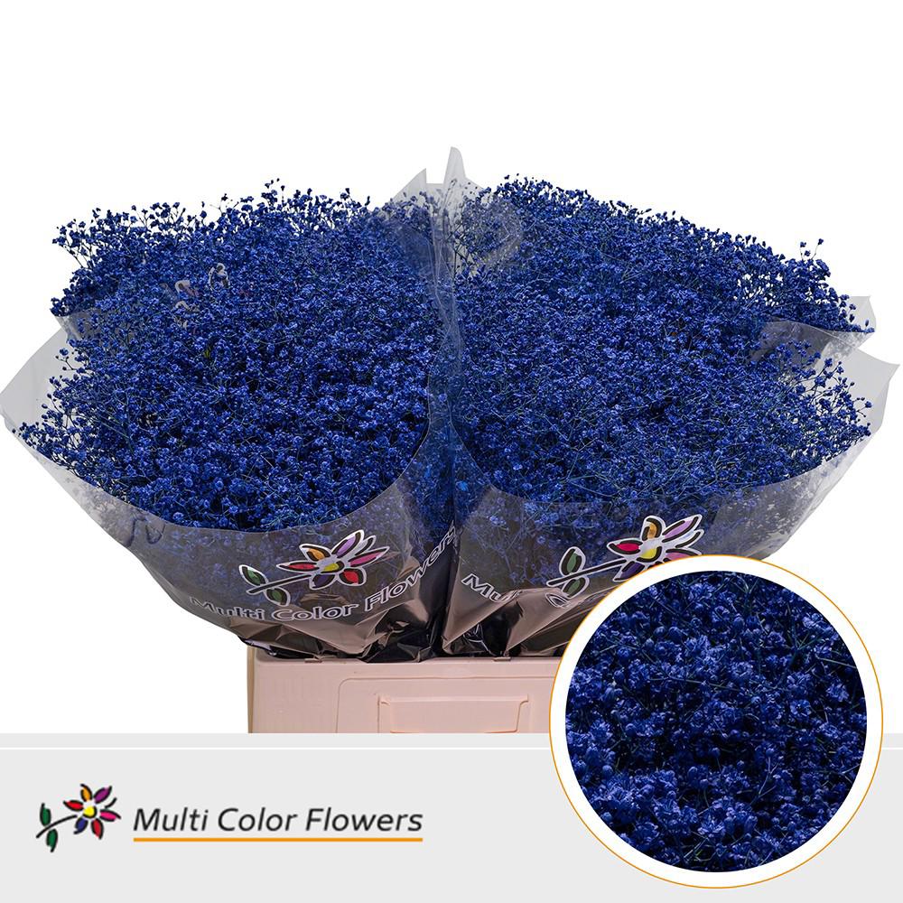 25x Gipskruid m.stars blauw 70cm