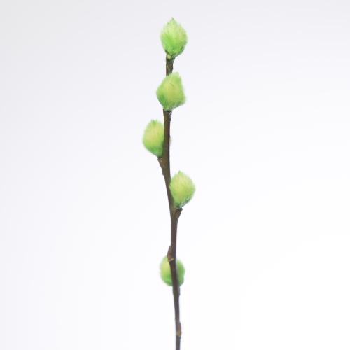 50x Tk salix katjes appel groen 70cm