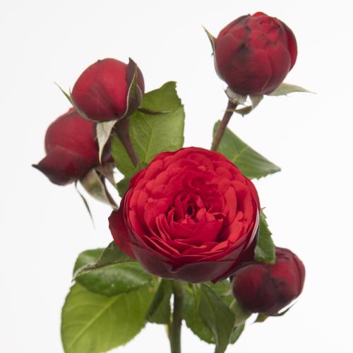 10x Rosa piano freiland 30cm