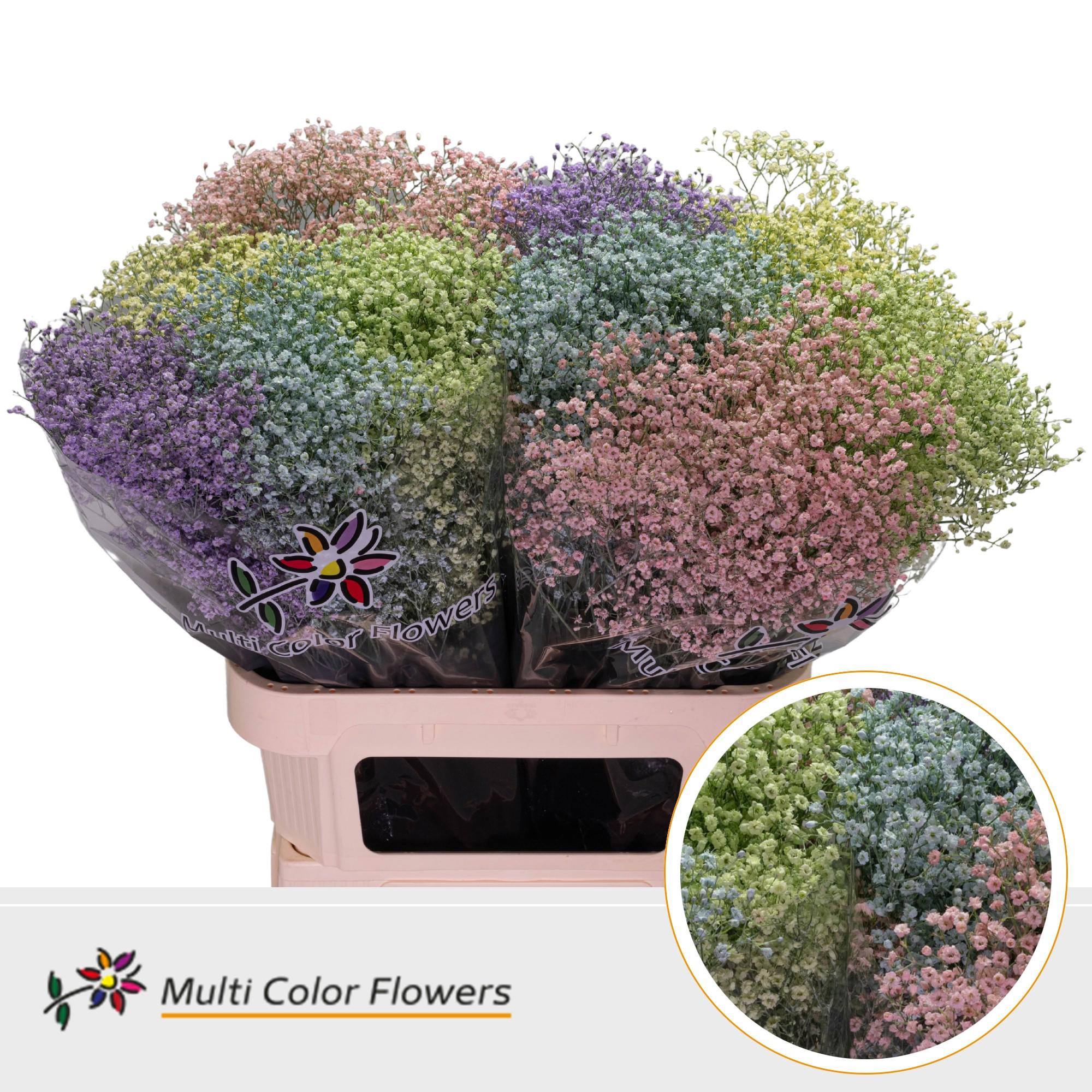 25x Gipskruid m.stars pastel mix 80cm