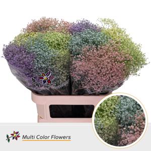 25x Gipskruid m.stars pastel mix 80cm