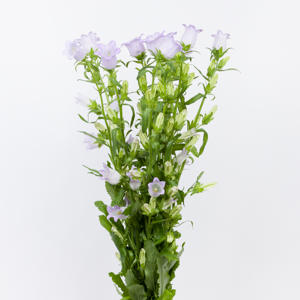 10x Camp.med.champ.lavendel 70cm