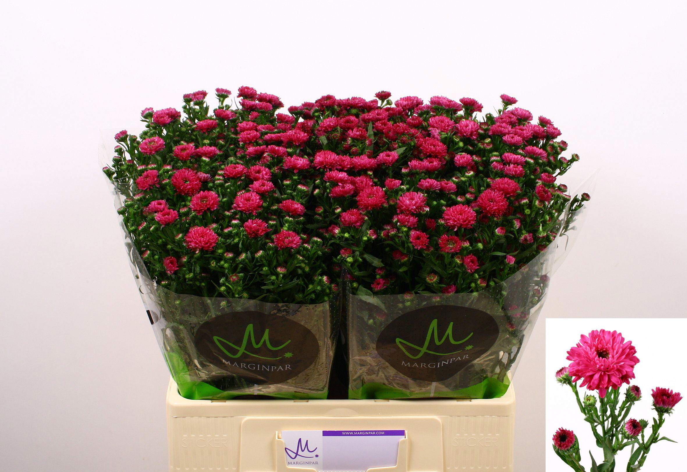 25x Aster flash 60cm