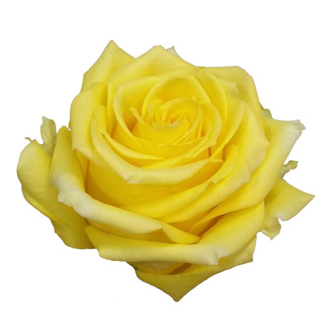 10x Rosa super sun 50cm