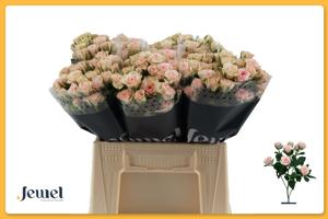 10x Rosa severina 40cm