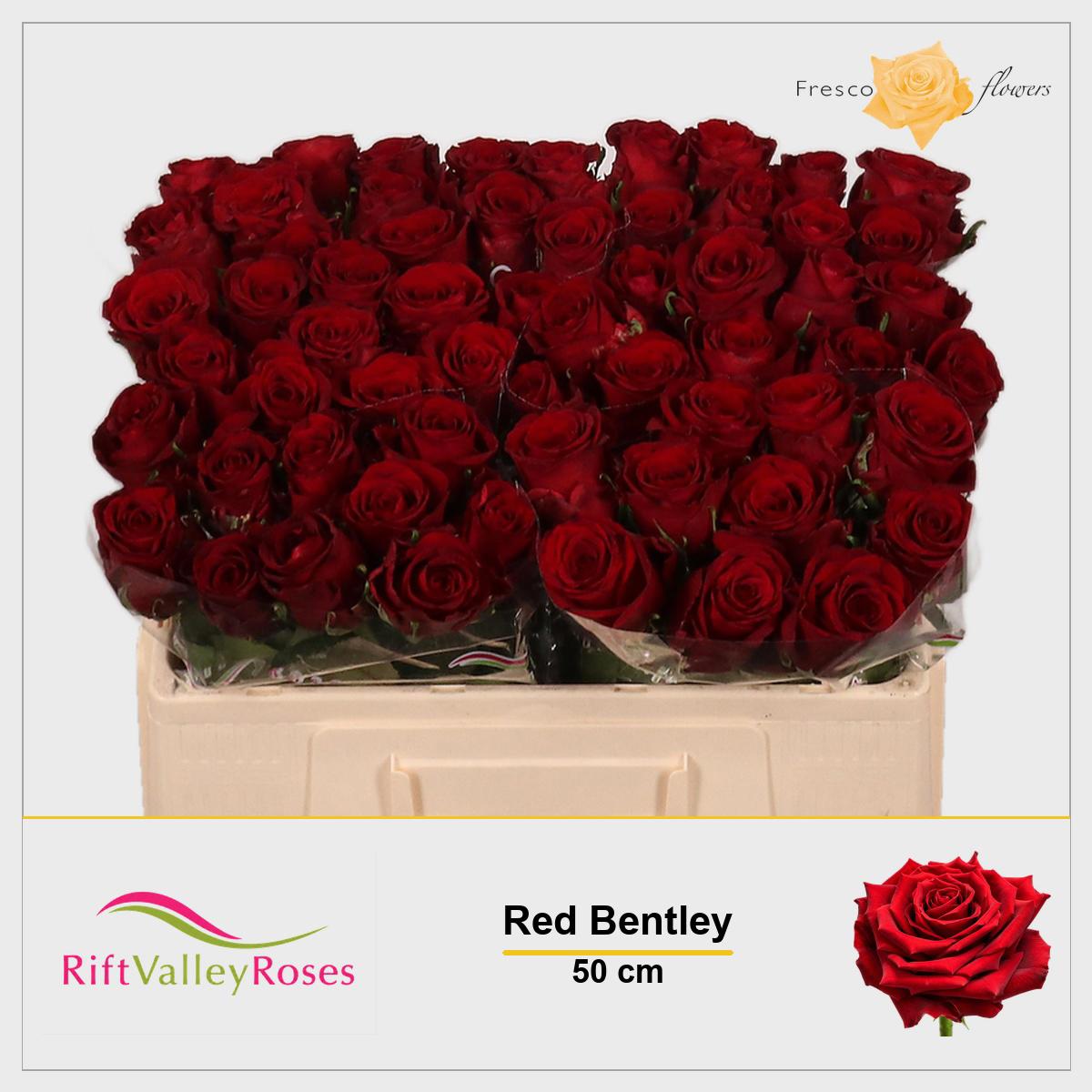 20x Rosa red bentley 50cm