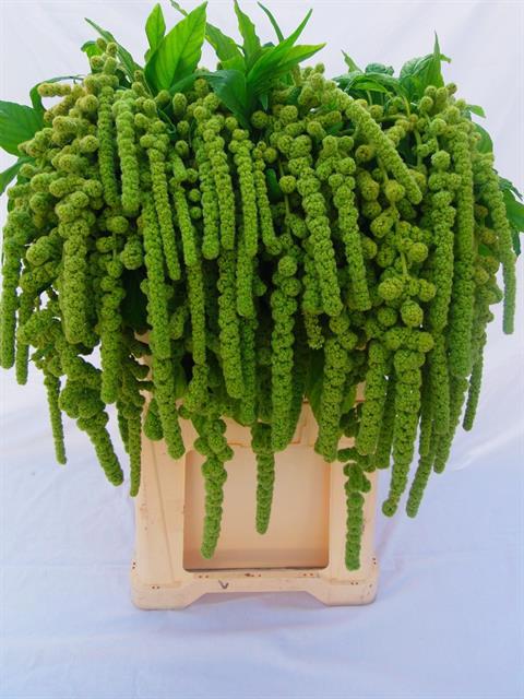 10x Amaran.hang green cord 70cm