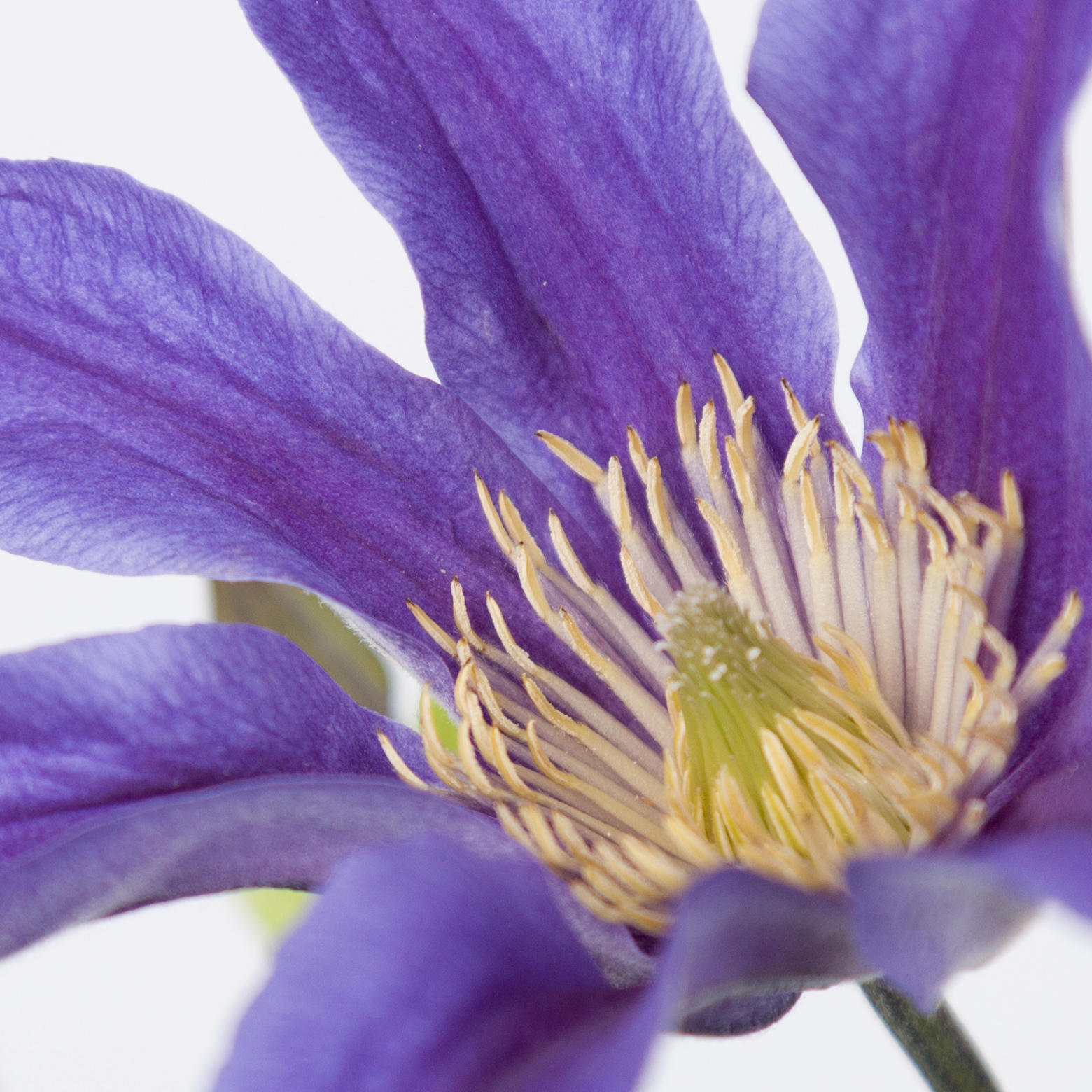 10x Clematis amazing oslo 60cm