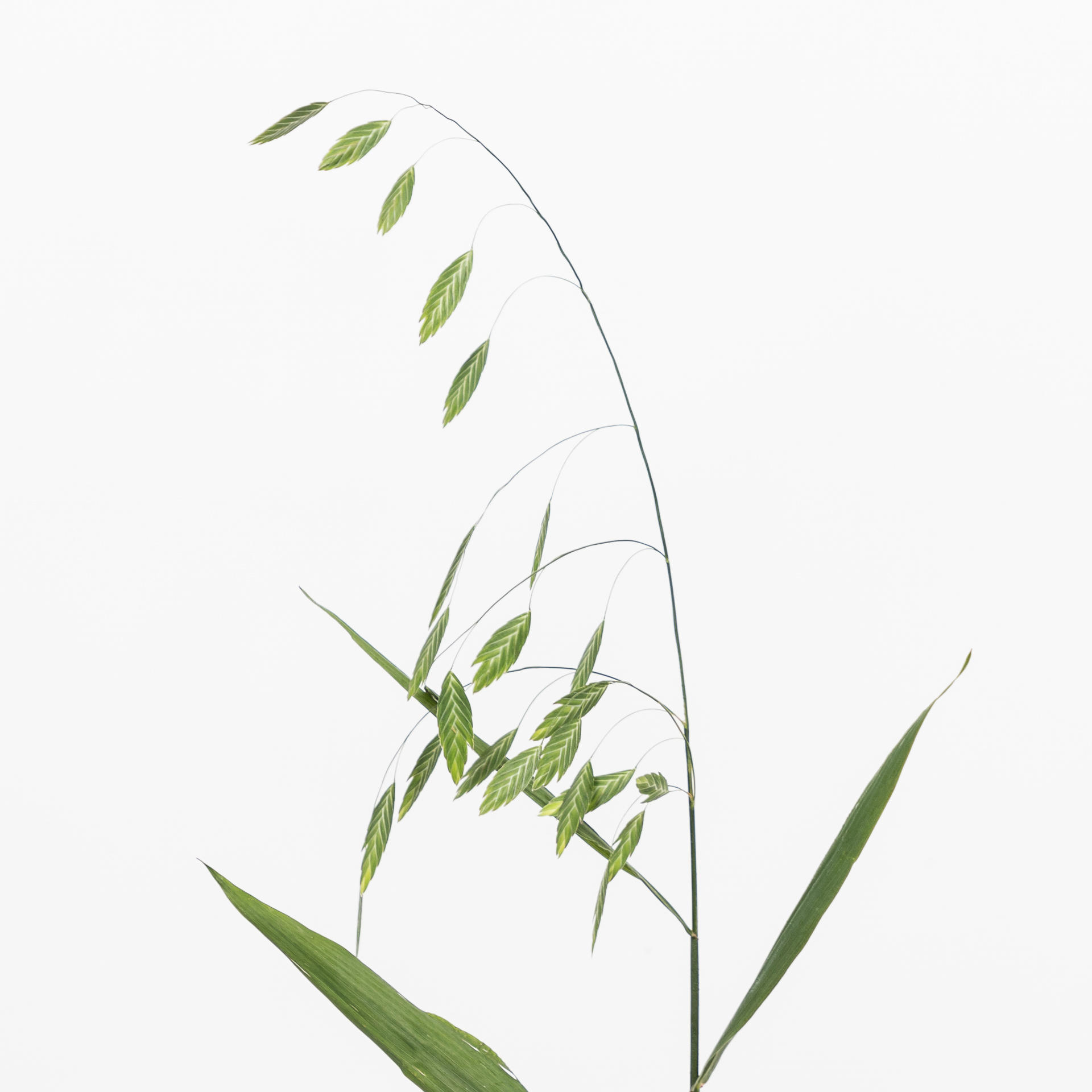 50x Gs chasmanthium latifolium mantis 80cm