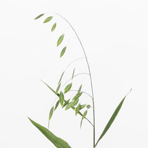 50x Gs chasmanthium latifolium mantis 80cm