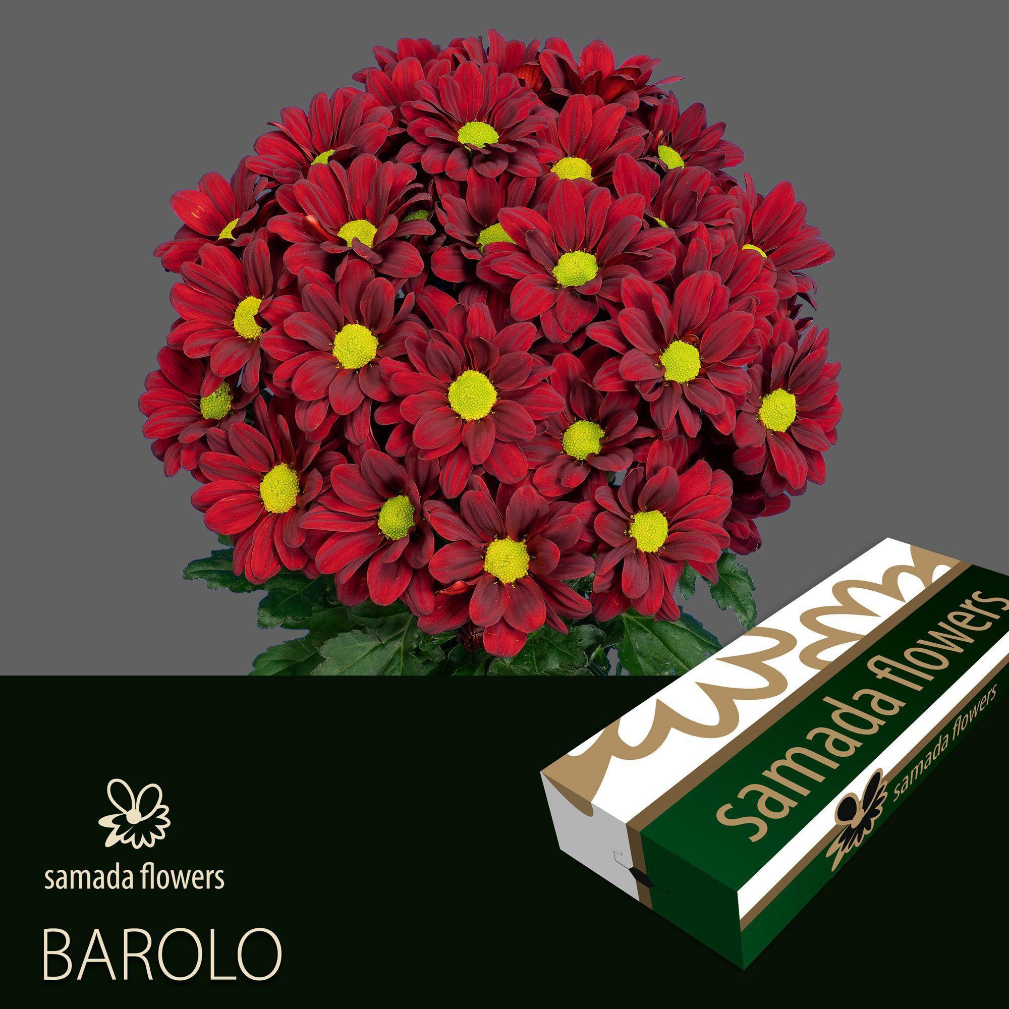 10x Chrysant barolo 70cm