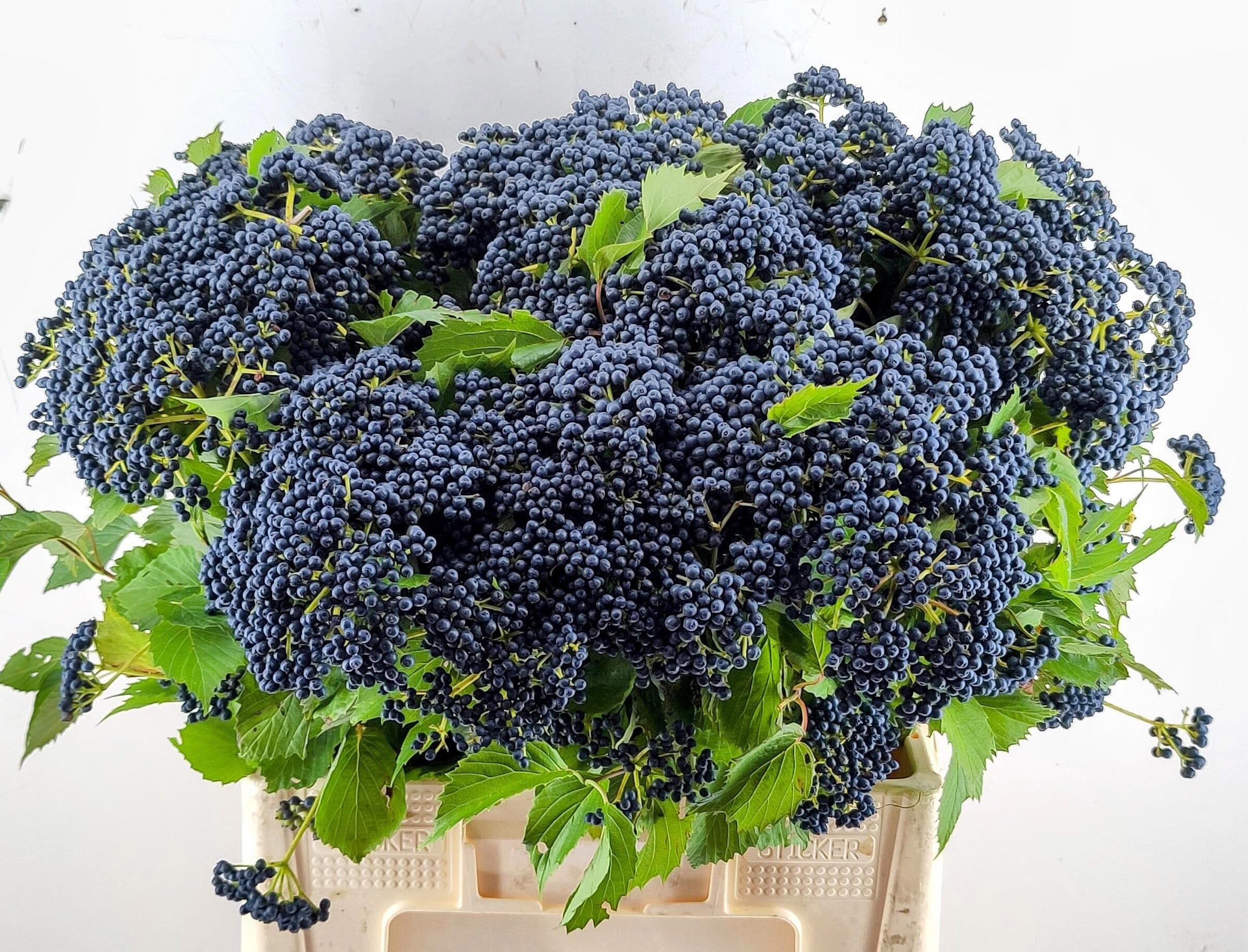 10x Vibur.dark blue hermania 60cm
