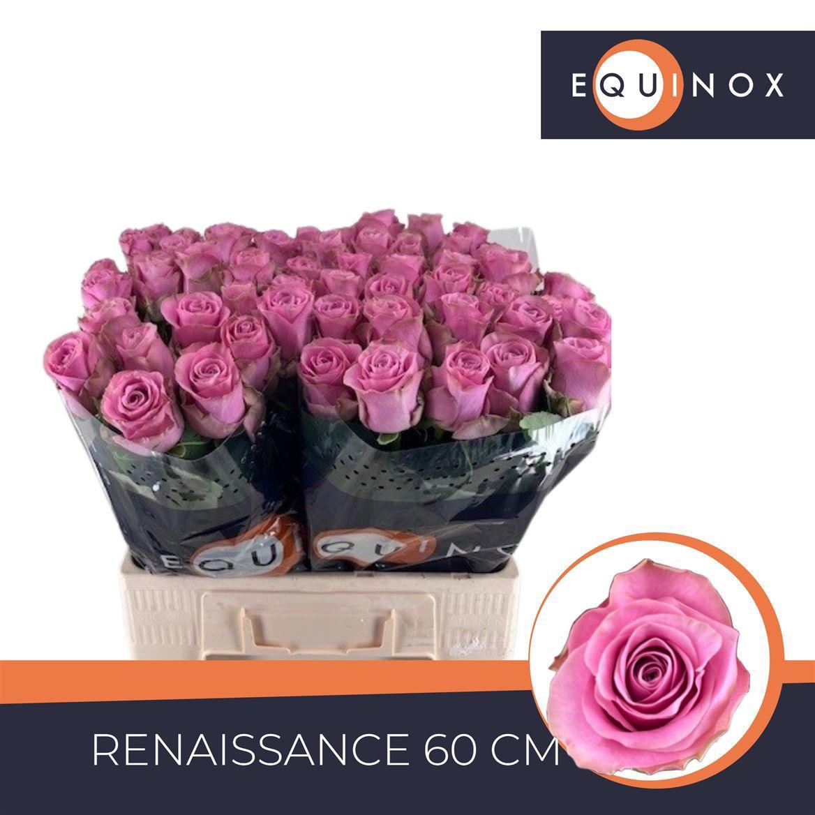 20x Rosa renaissance 60cm