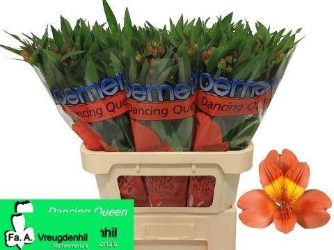 10x Alstroemeria dancing queen 70cm
