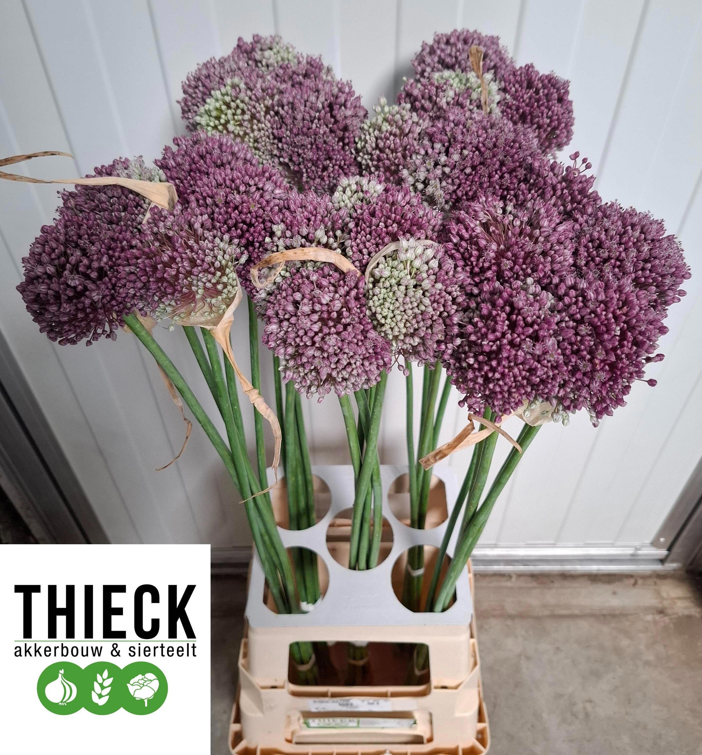 10x Allium mrs bouquet 70cm