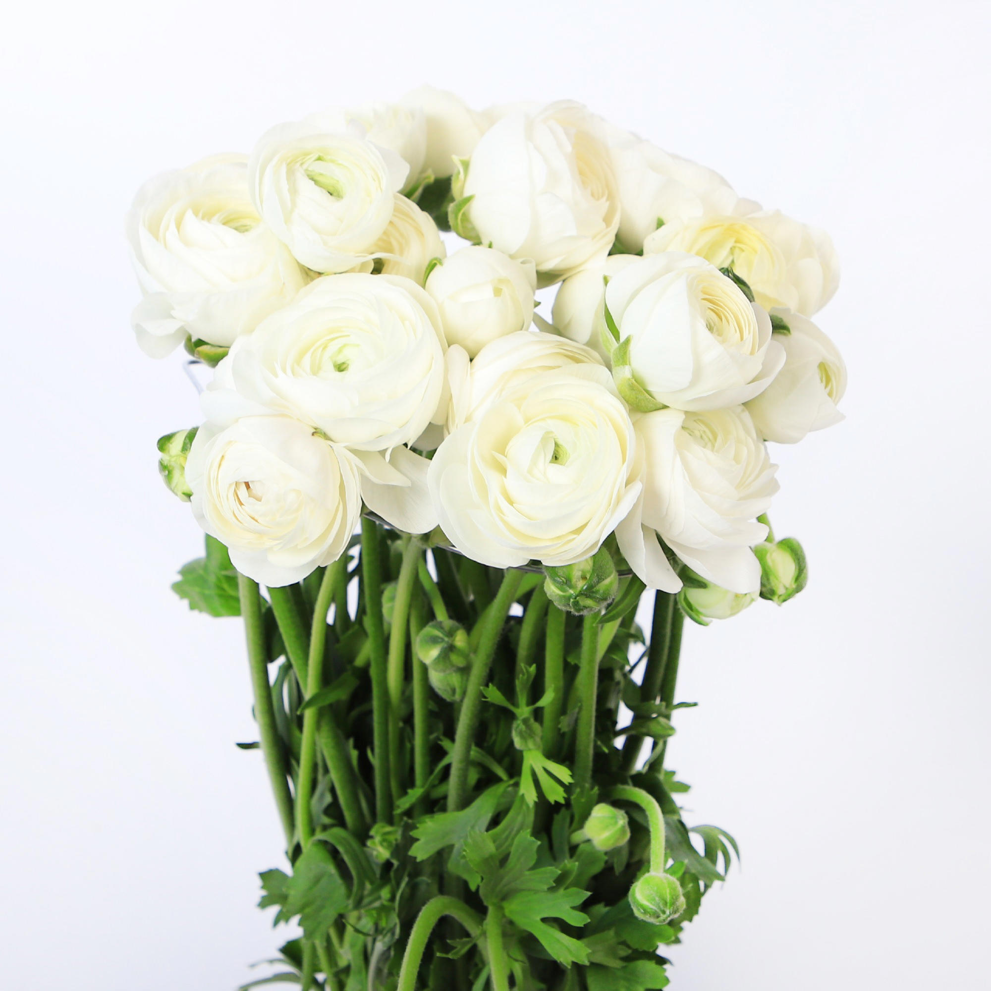 50x Ran.amandine snowflake 40cm