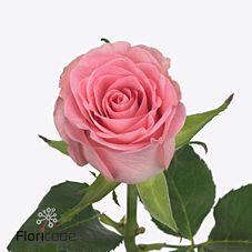20x Rosa seductive 60cm