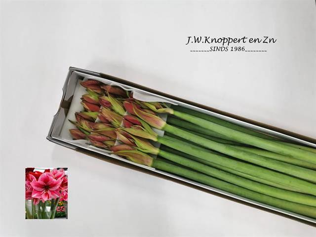 15x Hipp.gervase 70cm