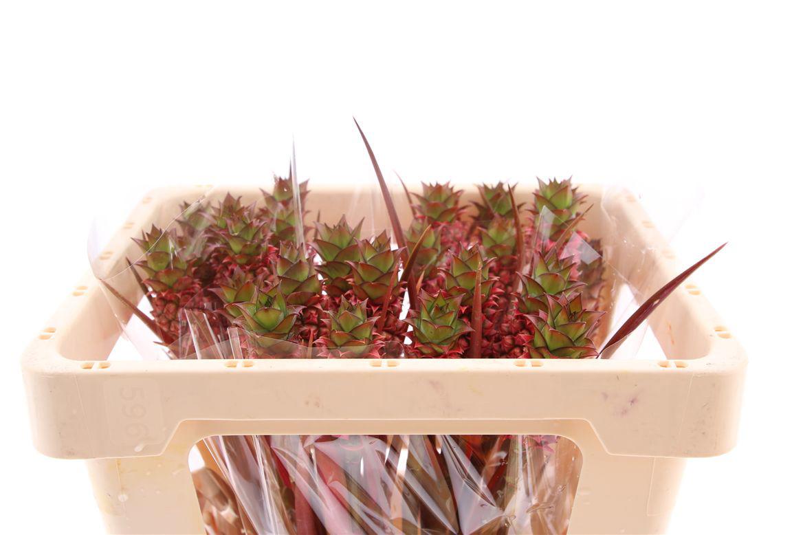 10x Ananas lucidus 40cm