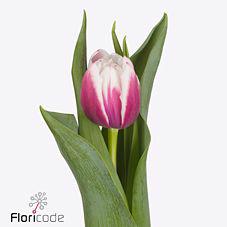 50x Tulipa valeska du 30cm