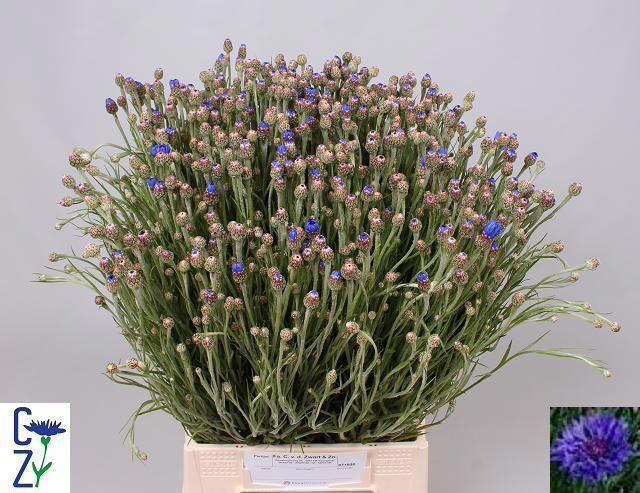 40x Centaurea cyanus 50cm