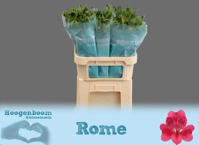 10x Alstroemeria rome 70cm