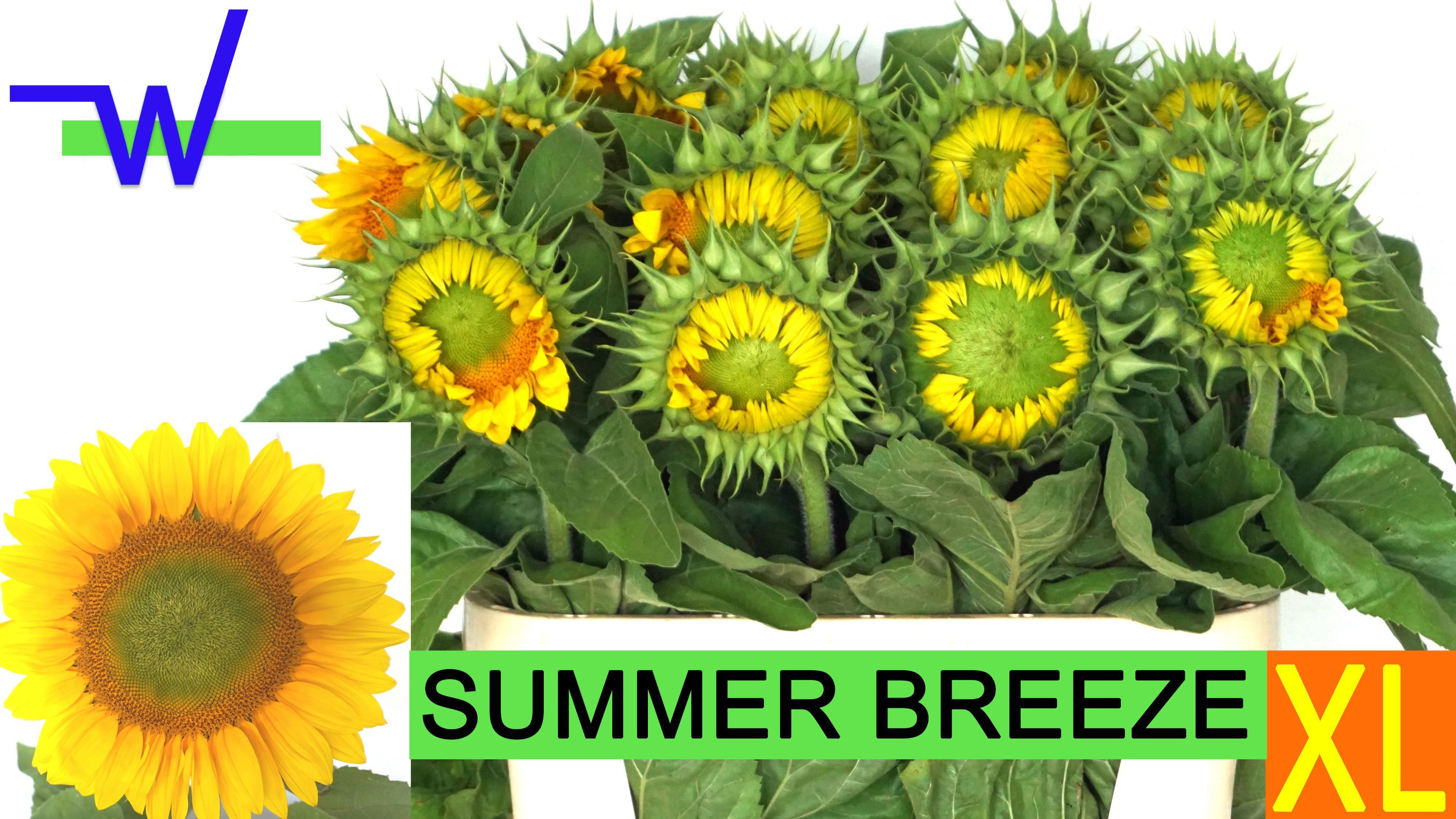 15x Helianth.summerbreeze 80cm