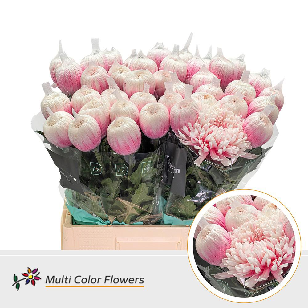 10x Chrysant antonov pastel pink 60cm