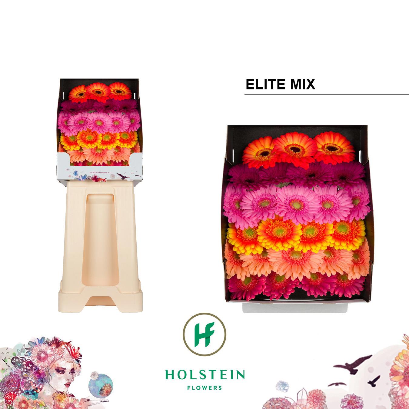25x Germ.mix vast elite 70cm