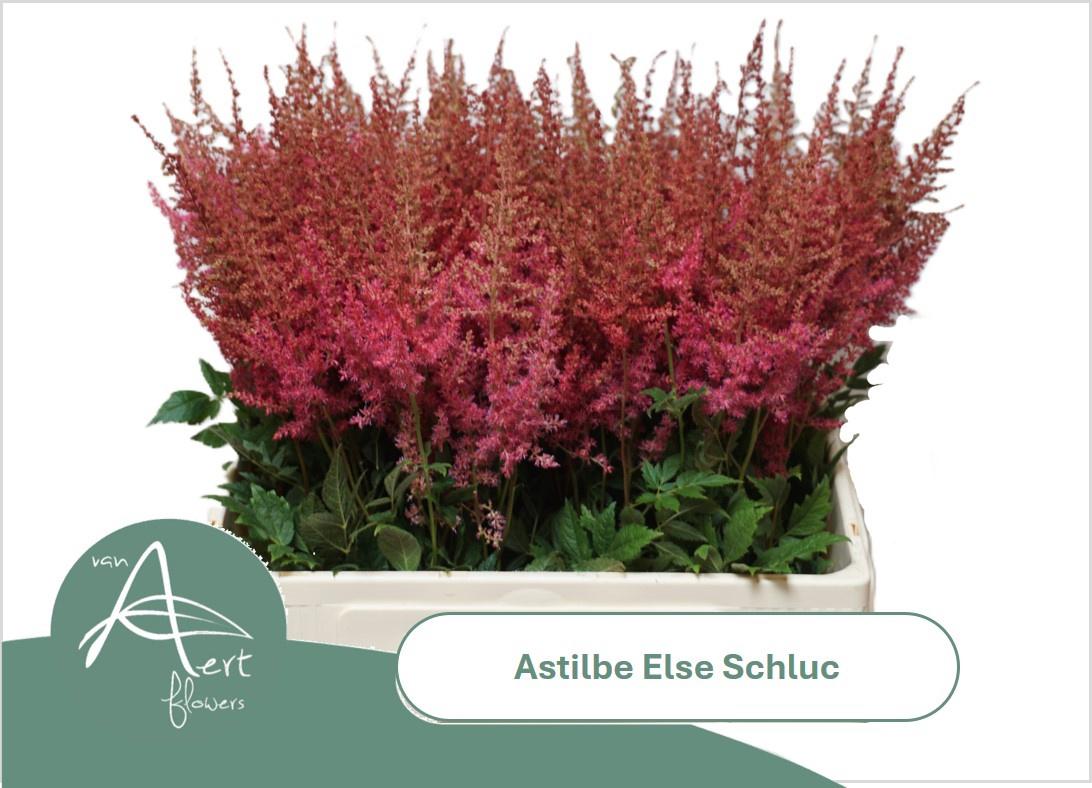 20x Astil.else schluck 60cm