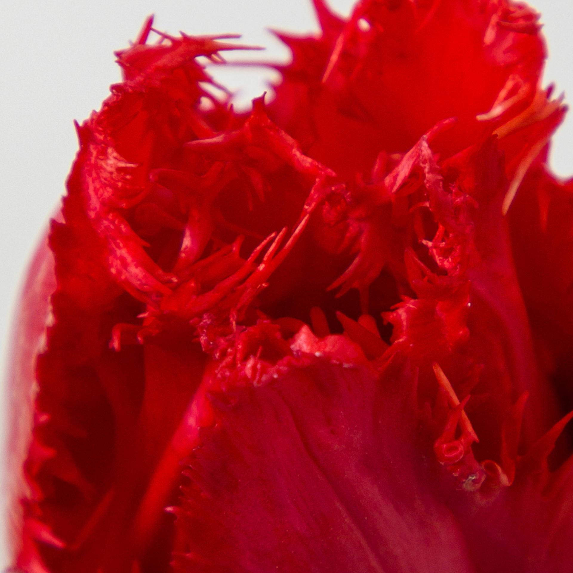 50x Tulipa indiana gf 40cm