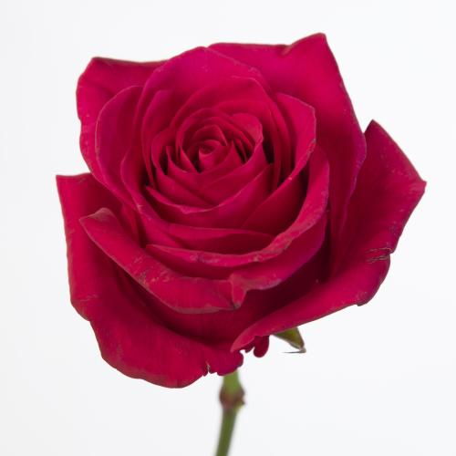 10x Rosa xoch 70cm
