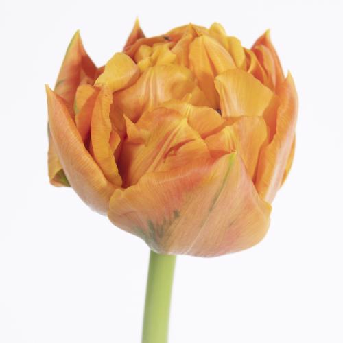 50x Tulipa valdivia du 40cm