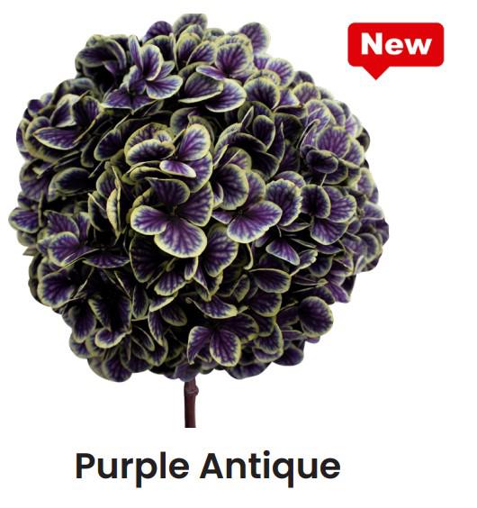 1x Dc pres.hydr.purple antique