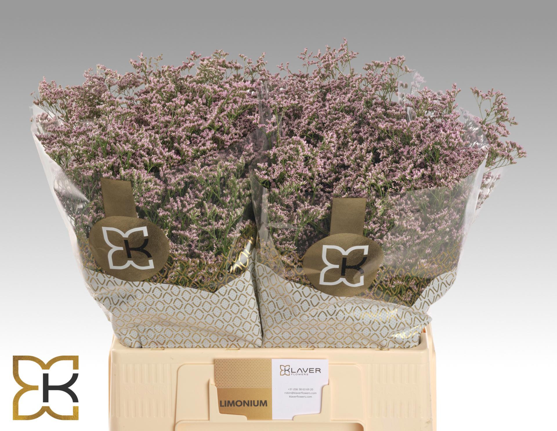 25x Lim.safora oshi pink 60cm