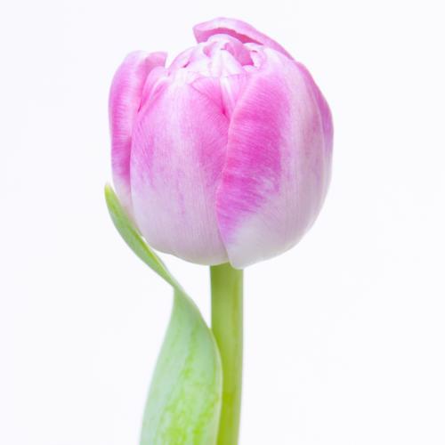 50x Tulipa voque du 40cm